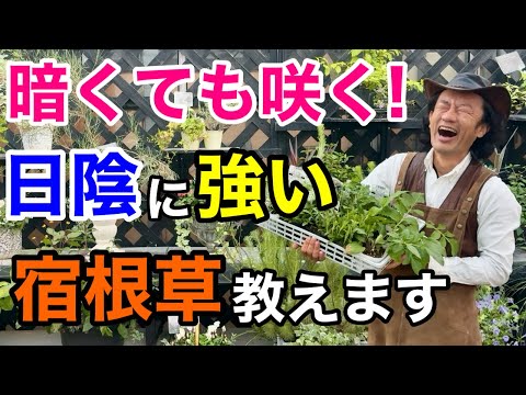 【日陰にお悩みの方必見】今日からあなたの庭が華やかに生まれ変わります　　【カーメン君】【園芸】【おすすめ】【宿根草】