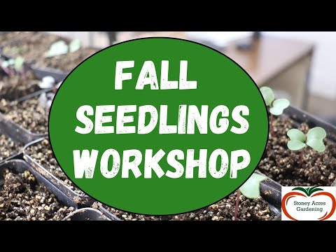 Fall Seedling Workshop - Learn what to plant NOW for fall harvests Workshop Starts at 5:00