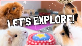 Guinea Pigs Let Loose in Giant Piggie Playground! 