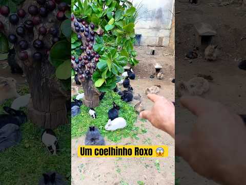 O incrível coelhinho roxo 😱😮 #coelho #pet #coelhinhos #petrabbit