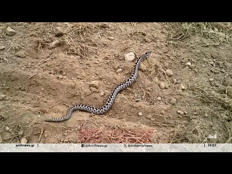 Δάγκωμα φιδιού - Ειδικοί μιλούν στον ΑΝΤ1: Οι πρώτες βοήθειες και τι να προσέχουμε