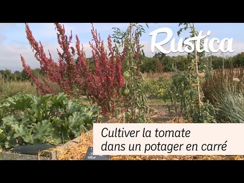 La culture de la tomate dans un potager en carré