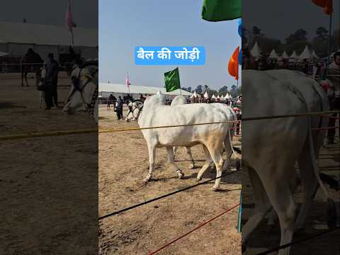 बैल की जोड़ी @FarmingGuruji #farming #cow