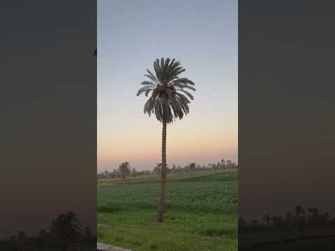 ربِّي إنّي مَسَّنِيَ الضُّرُّ وَأَنتَ أَرْحَمُ الرَّاحِمِينَ.