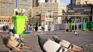 Makkah MashAllah Masjid Al Haram