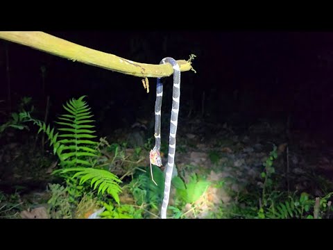 SUỐI, RẮN ĐỘC & RUỒI HÚT MÁU - Tập 2