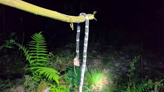 SUỐI, RẮN ĐỘC & RUỒI HÚT MÁU - Tập 2