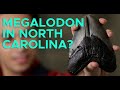 Megalodon Fossils and Their Significance