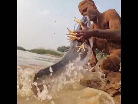 fishing video #fish #video #river #fishing #reels #sandman