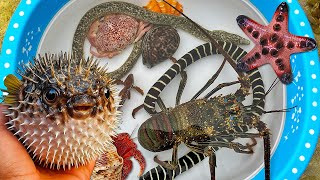 Tangkap ikan buntal dan kerang, kelomang, siput, belut, ikan hias, lobster, bintang laut, teripang