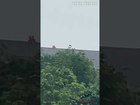 NGAPAIN MANJAT GENTENG?? (Repost ver.)