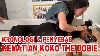 Kronologi & Penyebab Kematian Koko The Dobie - Anjing Dobermann Viral