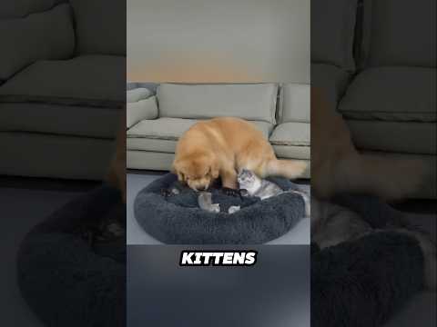 ゴールデンレトリバーと子猫の心温まる時間を楽しもう サムネイル