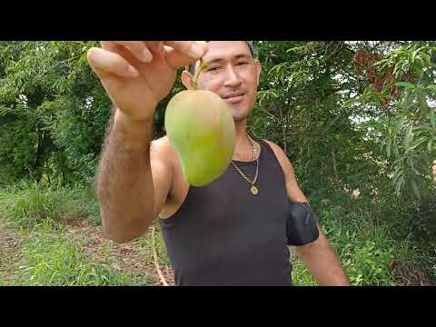 nos fuimos abuscar unos rricos mangos en el rio