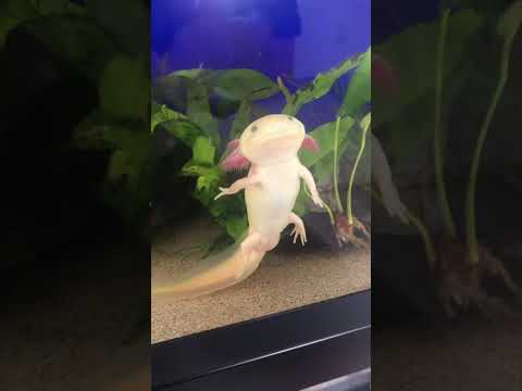 Axolotl Wet Pet 