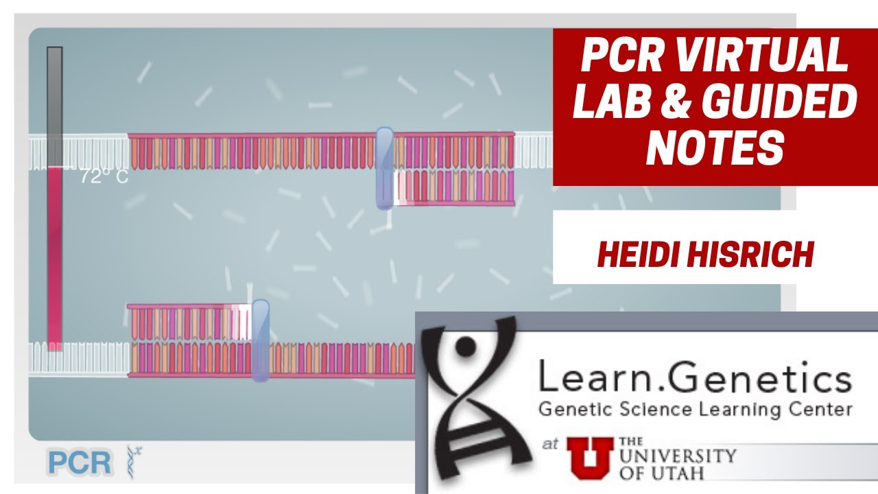 PCR Virtual Lab Answer Key: Unlocking the Secrets of Genetic Analysis