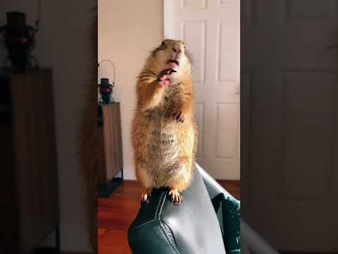 Angry Prairie Dog