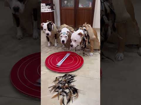 Il gioco porta al Travestimento a tema 🐶😂 #dogs #cutedog