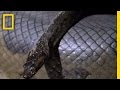 Anaconda Behavior and Survival Strategies