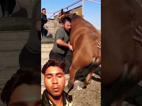 #horse #horsefair #animals #horsemarket #cow #horseride #bull #horseshow #funny #horserid #funny