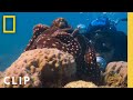 Understanding the Octopus Interaction