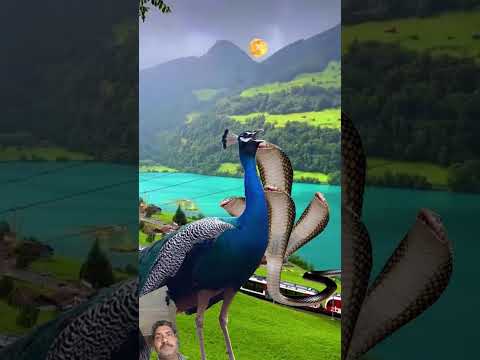 #facts #हर #हरम #funny #animals #birds