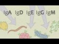 Immunoglobulin Structure and Function