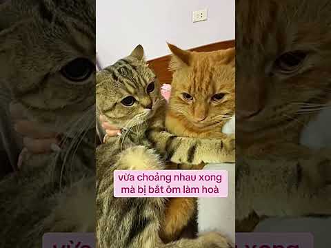 Buông ra là bụp tiếp ngay #viral #cat #catmemes #catlovers #viralvideo #dexuatyoutube