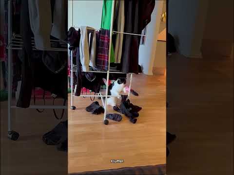 When You Have A Cheeky Cat ๐ #shorts #meow #kitten #cats #funnycat #cat #viral #cuteca