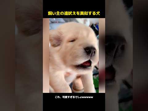 飼い主の遠吠えを真似する犬