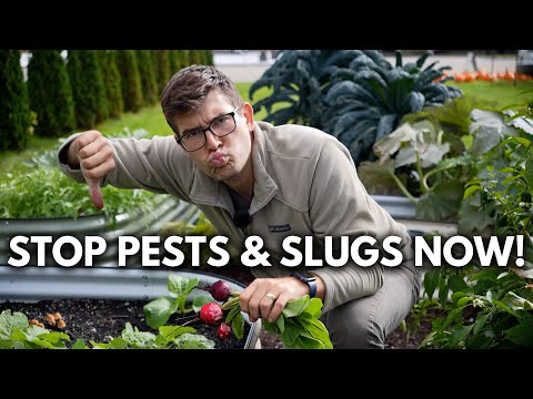 Don’t Let Slugs and Pests Ruin Your Fall Garden! How to Stop Them