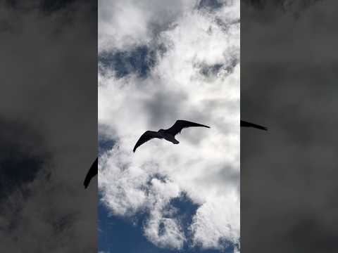 Seagulls In Flight Over The Ocean #countrydiggers #seagulls #panamacitybeachflorida #shellisland
