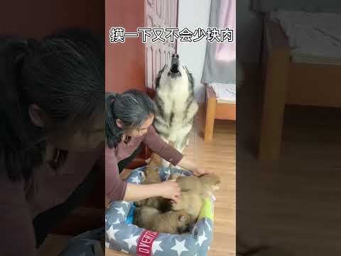 為了摸到寶寶狗子用盡一切辦法，給主人拜一拜#Shorts