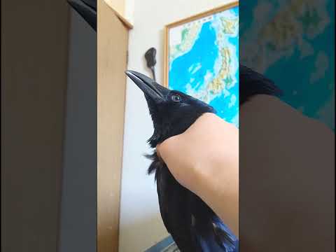 ただカラスをマッサージするだけの需要のないであろう動画