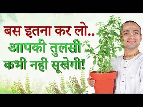 🌿 Tulsi Care Secrets EXPOSED! | 🌿 तुलसी की देखभाल का सही तरीका | Ultimate Tulsi Care Guide