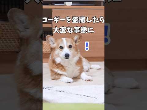 コーギー盗撮