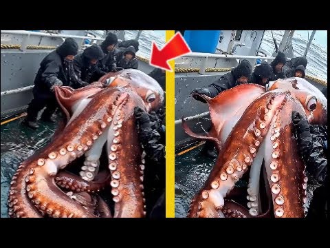 7 ANIMALES MARINOS mas GIGANTES CAPTURADOS por el HOMBRE 2024 🐙