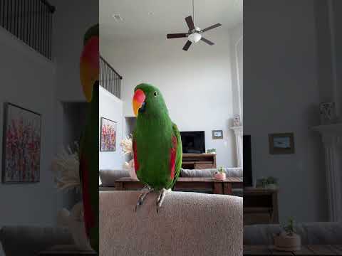 Sometimes we have full on conversations ๐ #gideon #eclectusparrot #parrot #birds #talkingparrot