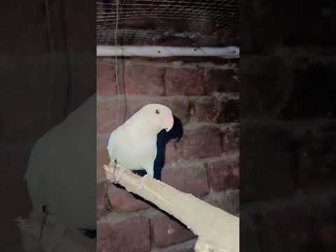 white Love birds 💕