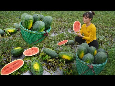 Phung Thi Duong harvests watermelon after 3 months of growing - Sell watermelon