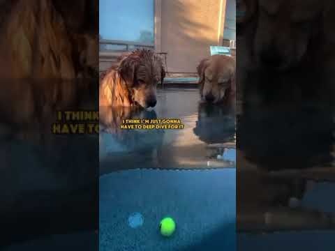 This is one of the funniest dog videos ever! #shorts #explore #funny