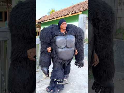 Cara Memakai Kostum King Kong