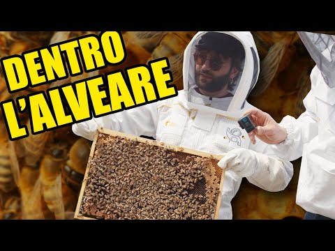 Incursione tra le api