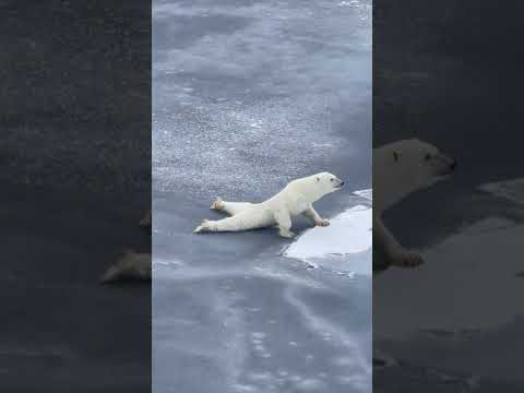 Smart polar bear is a bit too careful while moving over thin ice || PETASTIC 🐾