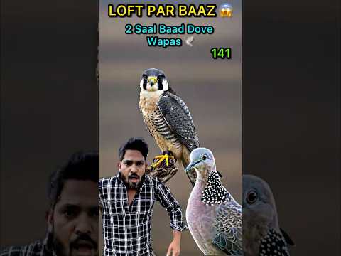 Mini Vlog 141 | Loft Par Baaz Aa Gaya 😱 Falcon Attack Ya Warning? 🦅 | Dove Bird Wapas Aa Gayi 🕊️