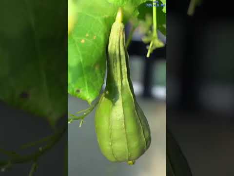 எங்க வீட்டு Garden tour | Mr Makapa #shorts