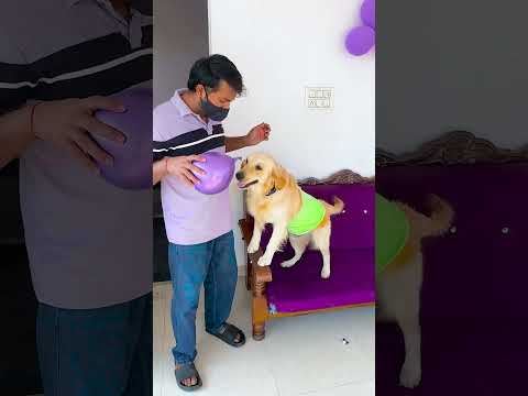 भैया से आज क्या छीन लिया मेरे डॉगी ने😱 #funnydogs #shorts Part.2