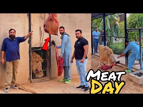Meat daltey hovey lions ki exercise 