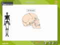 Understanding the Skeletal System