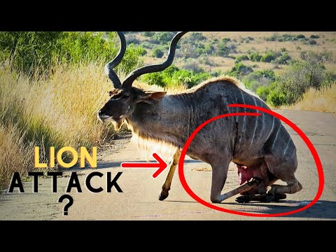 Kudu Survives Lion Attack and Gets Stranded on the Road